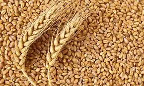 Wheat Field